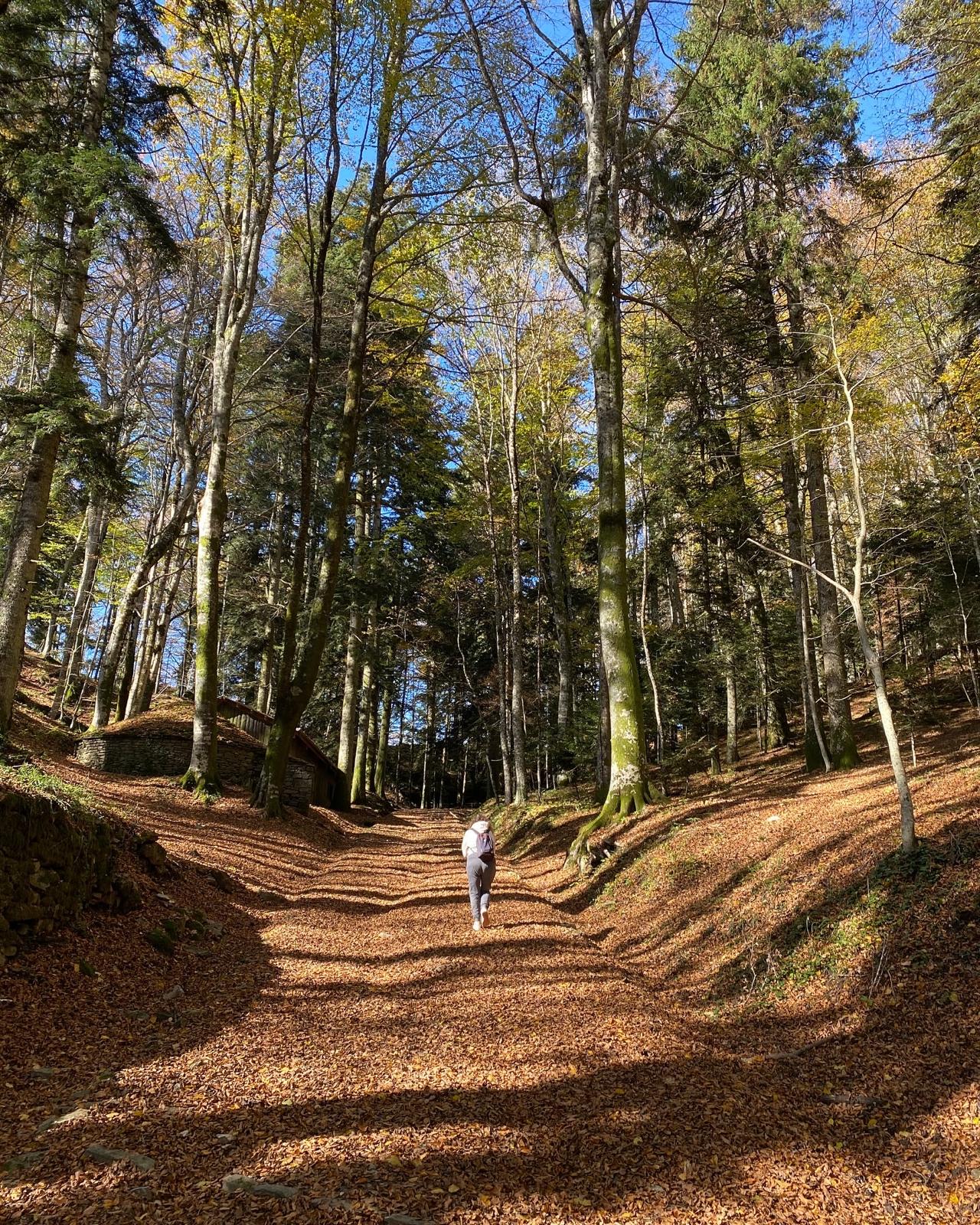 bosc Toscana