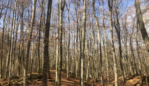 Caminar per un bosc sagrat. La fageda d’en Jordà