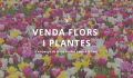 Venda Flors i plantes